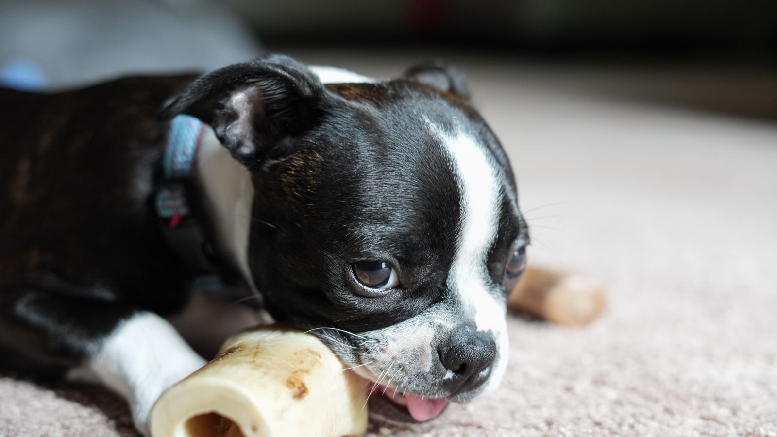 A Boston terrier puppy chewing on a bone