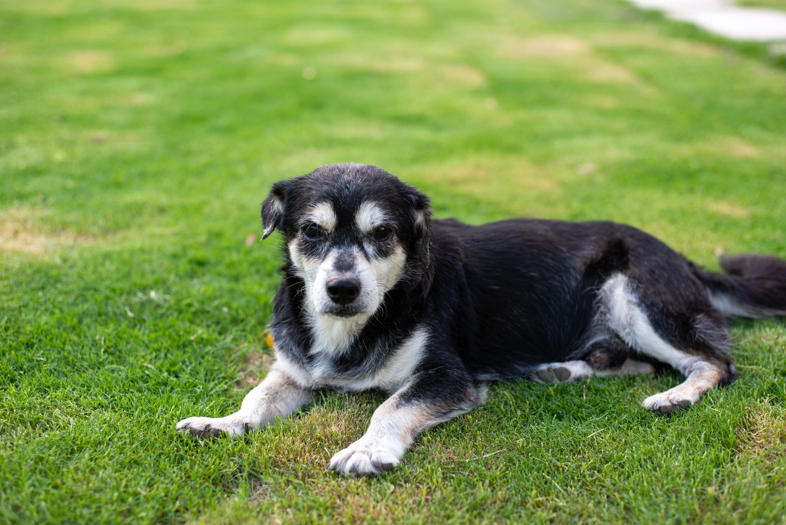 An elderly dog with a greying face resting on grass