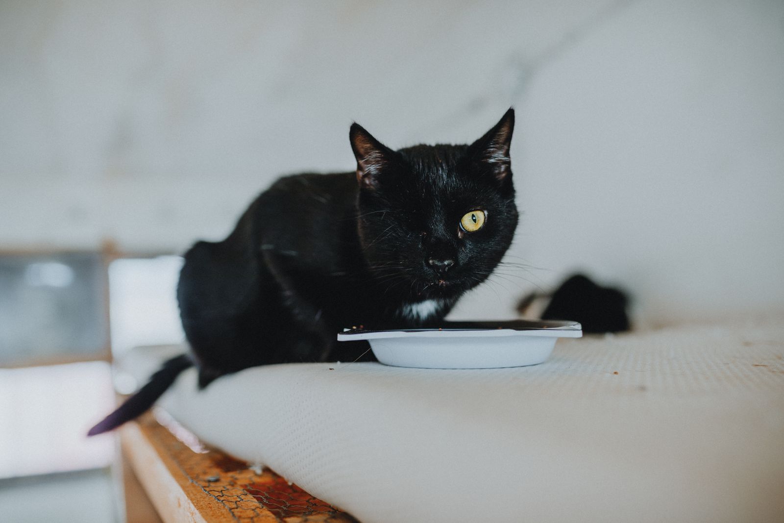 A black cat eating from a bowl indoors