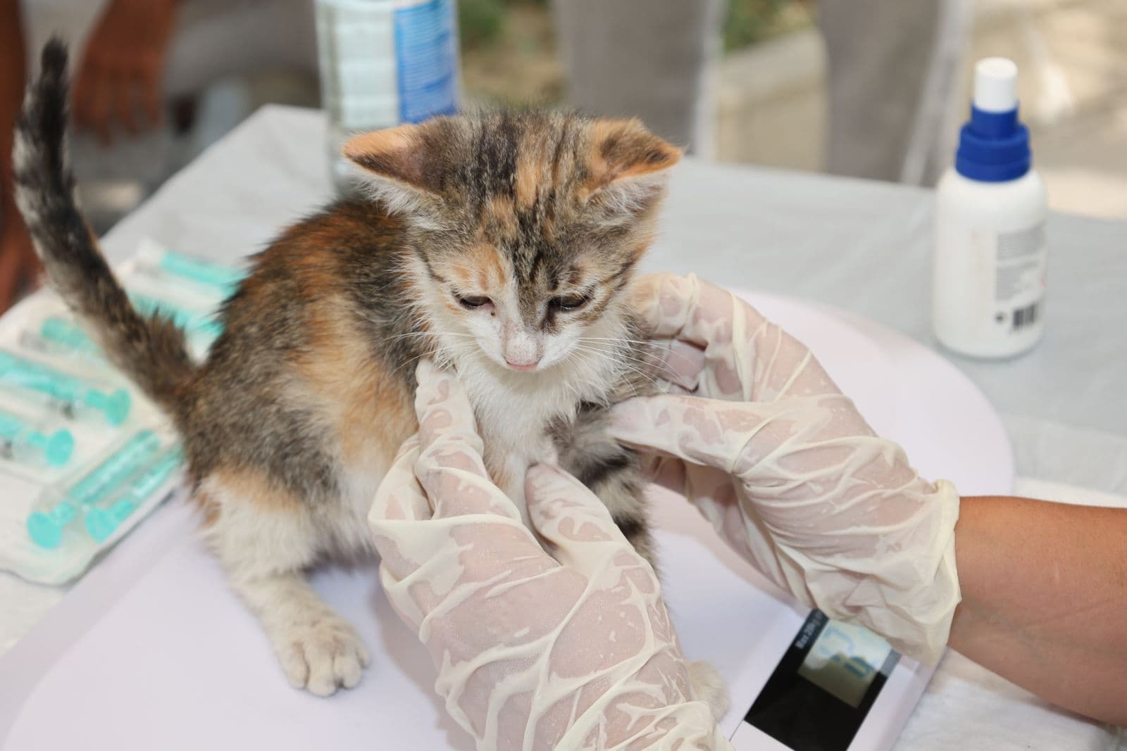A kitten being examined by a gloved veterinarian during a checkup