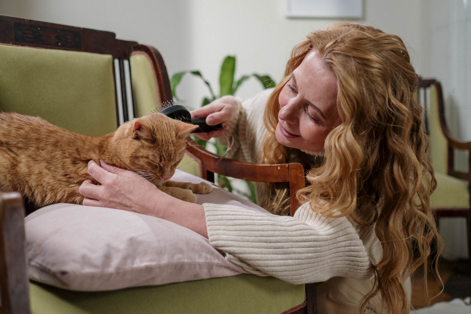 A cat being brushed by its owner
