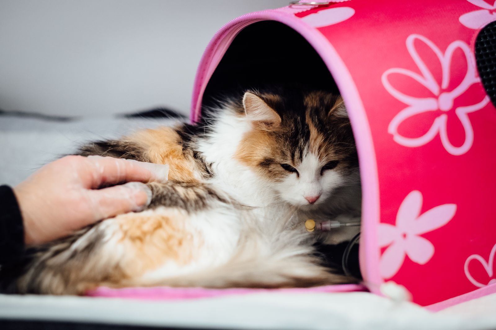 A cat receiving veterinary attention inside a soft carrier