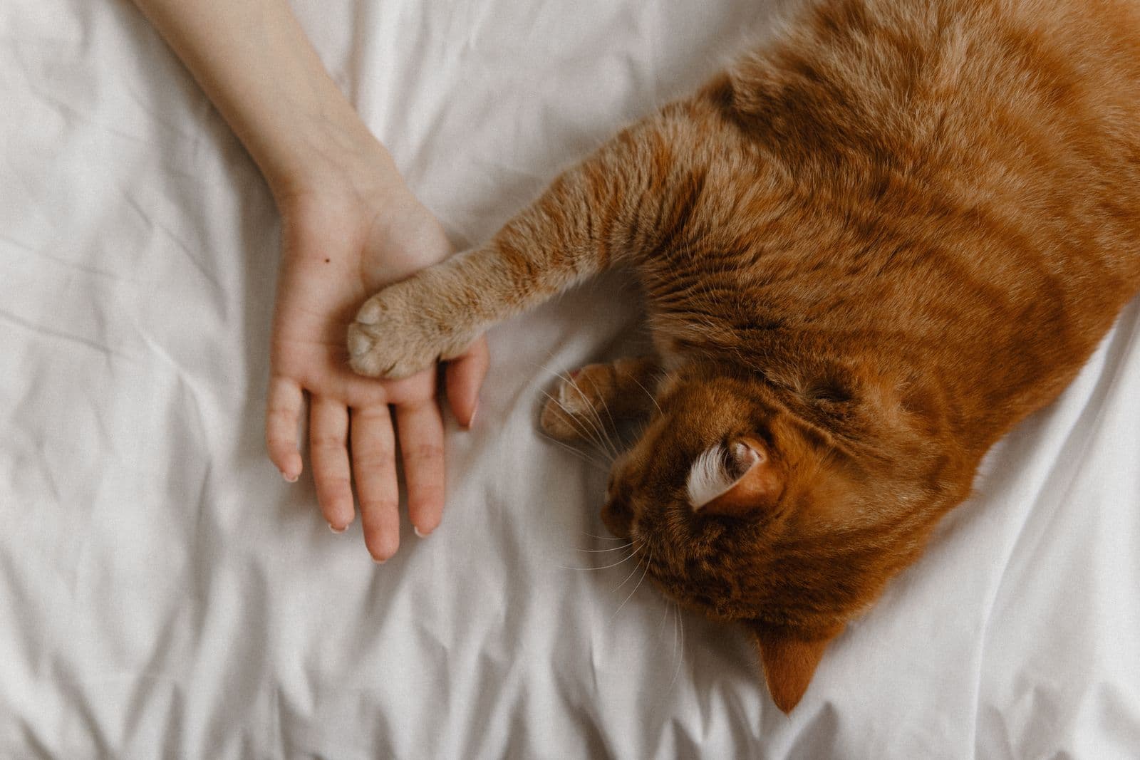 A ginger cat lying on a white bed sheet with one front paw resting in a person's open hand