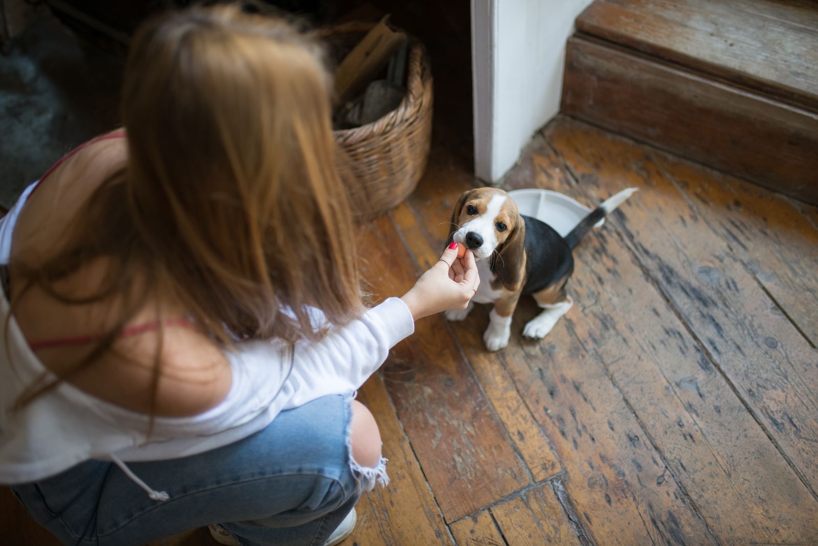 A dog being fed from a bowl at home