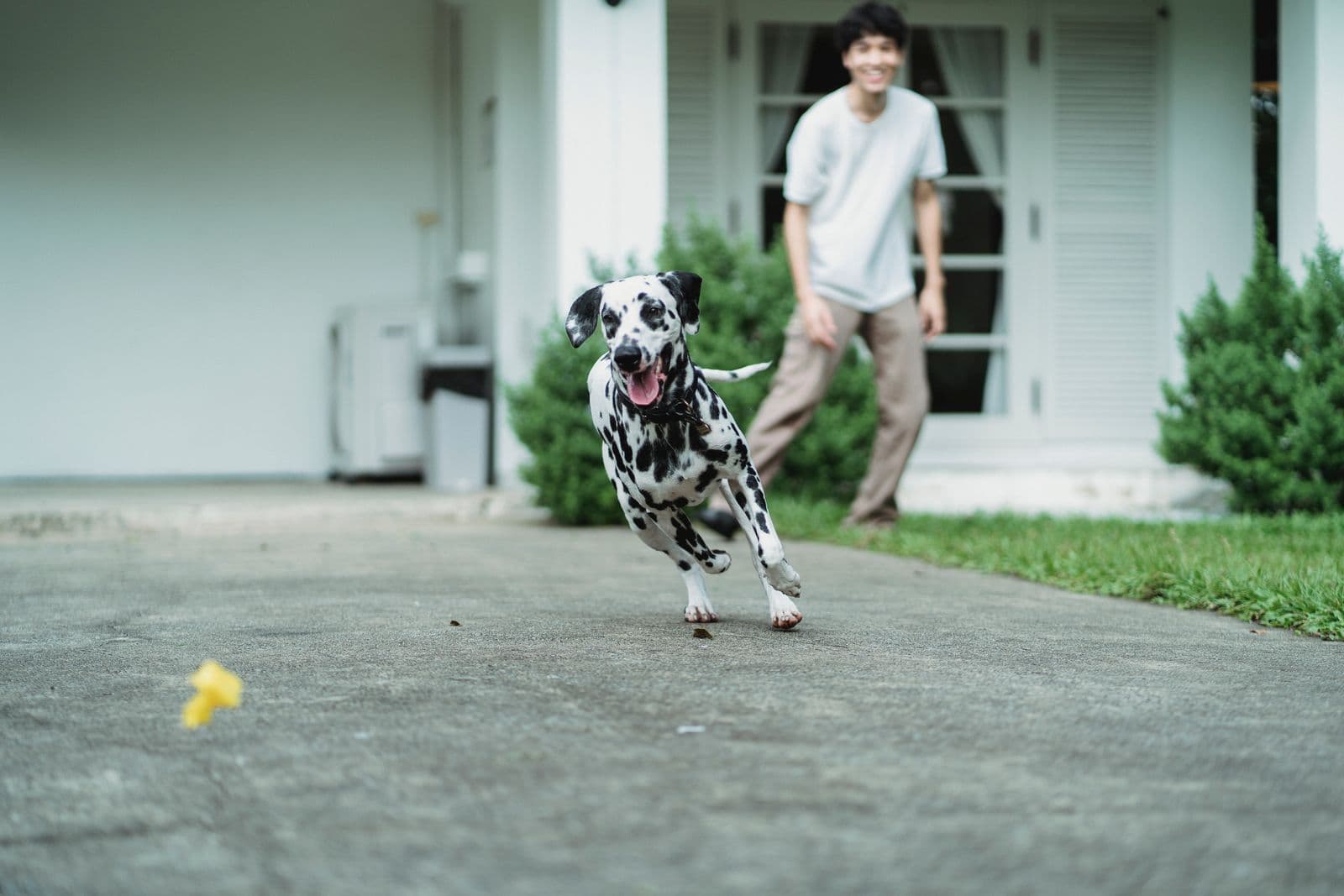A Dalmatian runs across a paved yard toward a small yellow toy while a man watches from the lawn behind