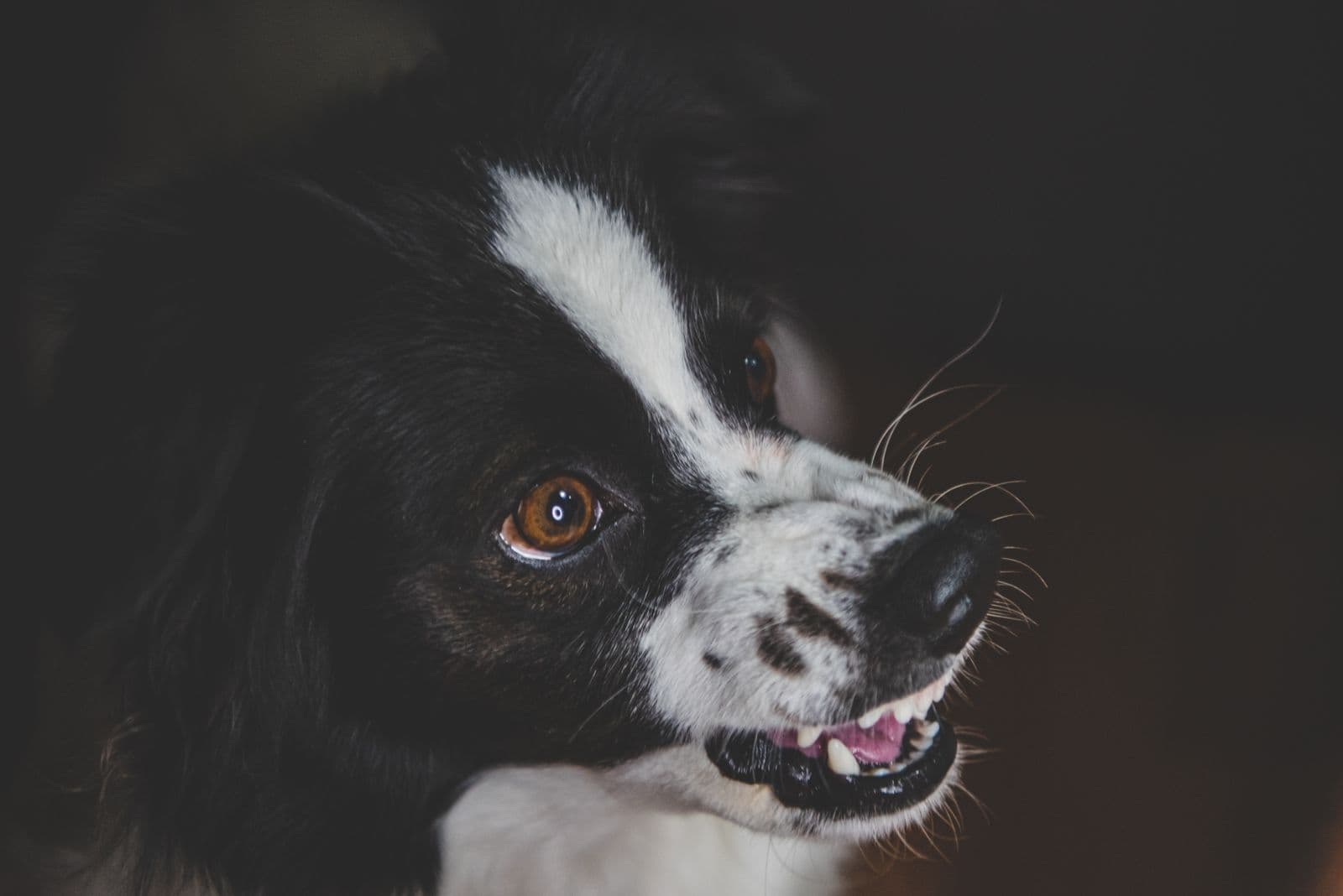 A black and white Border Collie with its lips drawn back, showing its front teeth against a dark background