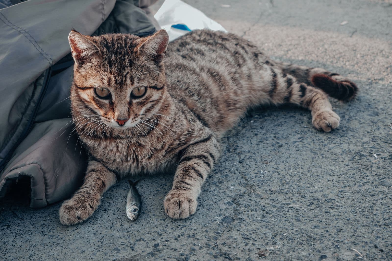 A brown tabby cat lying on pavement with a small whole fish just in front of its front paws