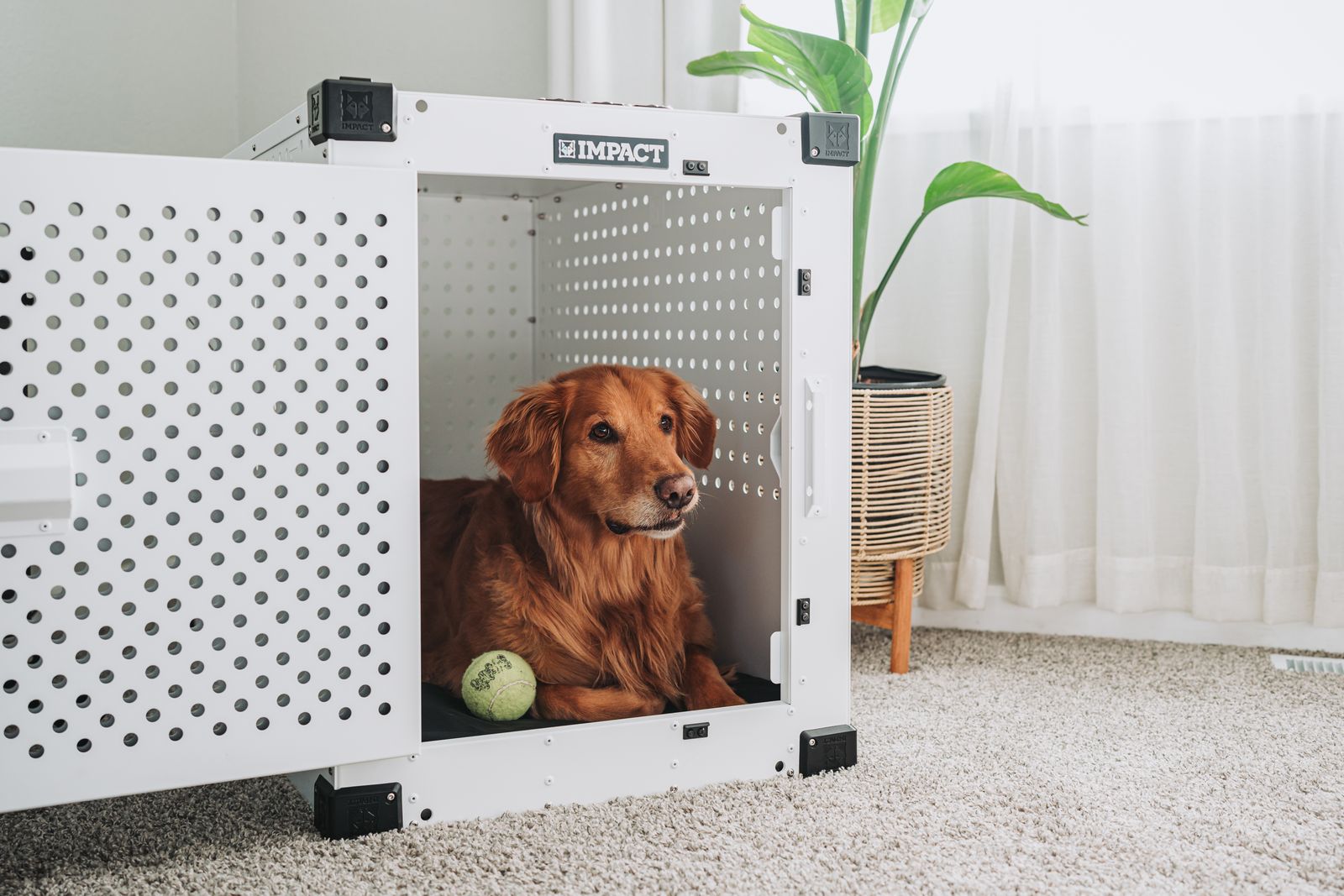 A golden retriever lying calmly inside an open dog crate in a living room