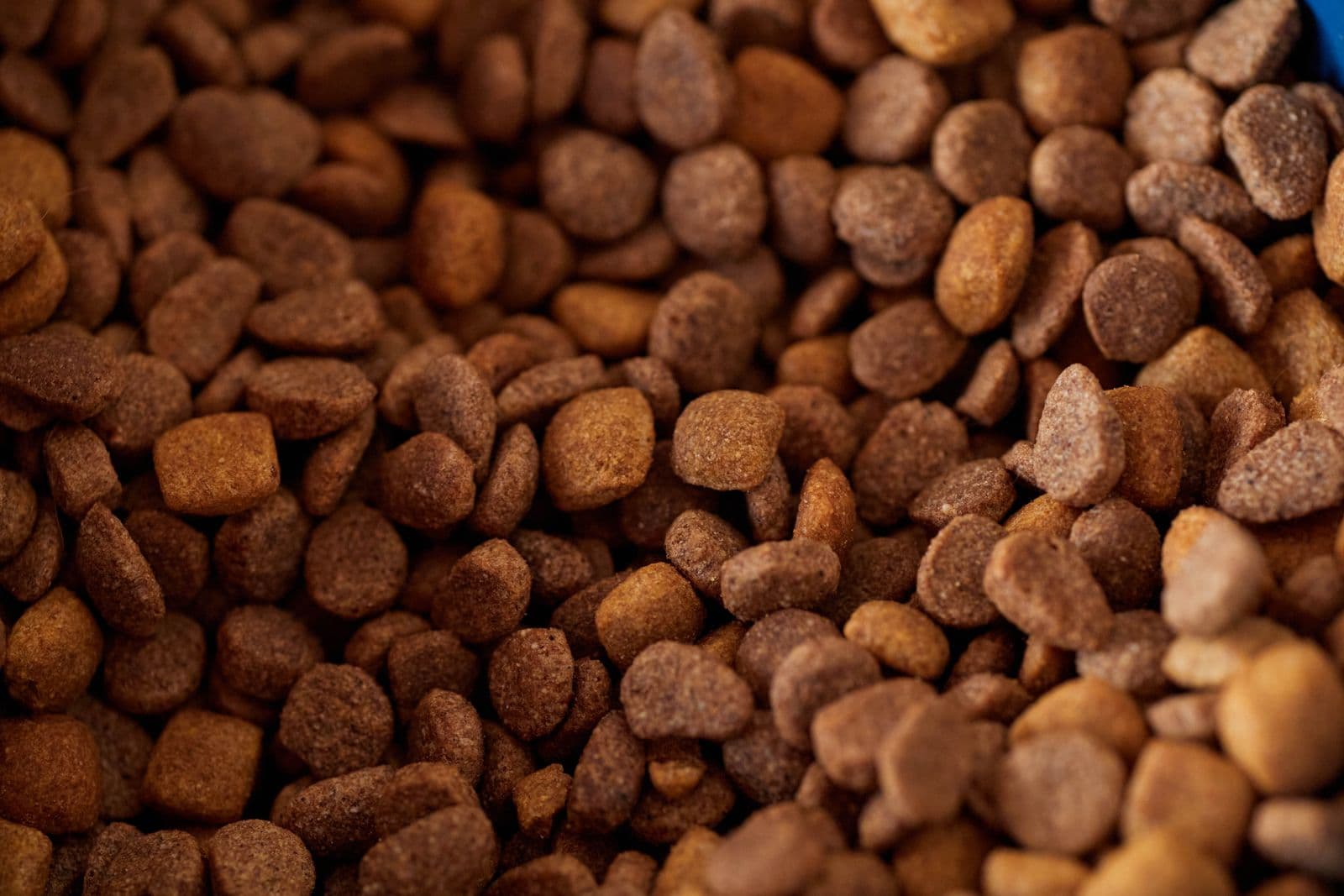 A close-up of brown dry dog food kibble piled loosely together
