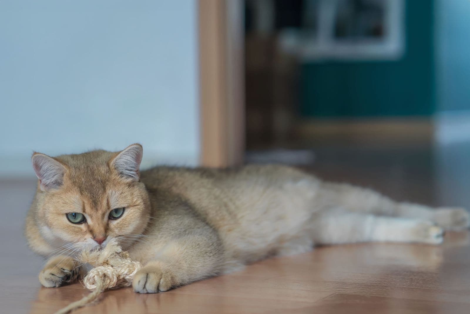 A tabby cat lying on the floor playing with a rope toy indoors