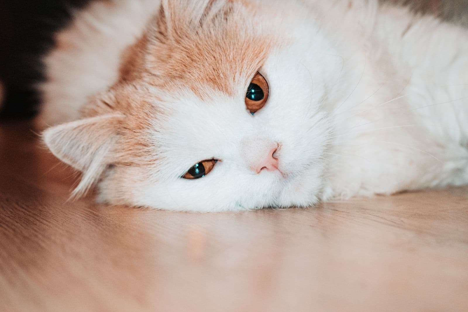 A ginger and white cat lying on a wooden floor with its head resting on the boards