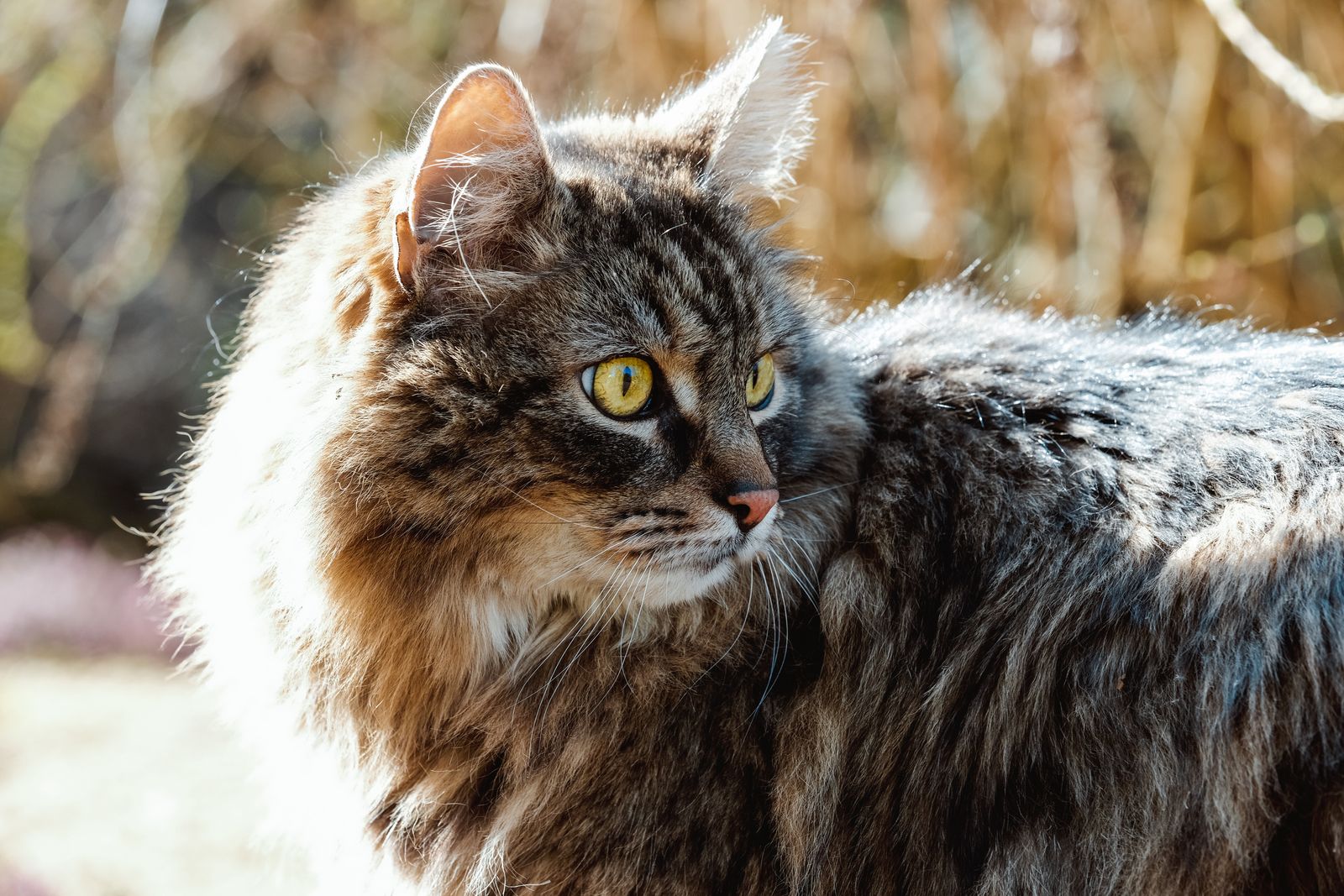 A long-haired domestic cat photographed close up
