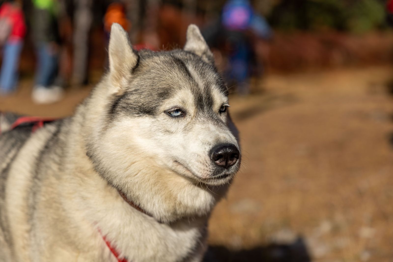 A Siberian husky outdoors in daylight