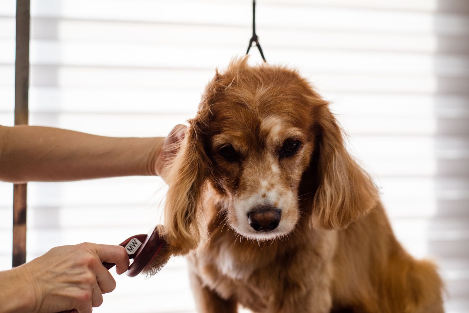 A groomer brushing a dog's coat during a professional grooming session