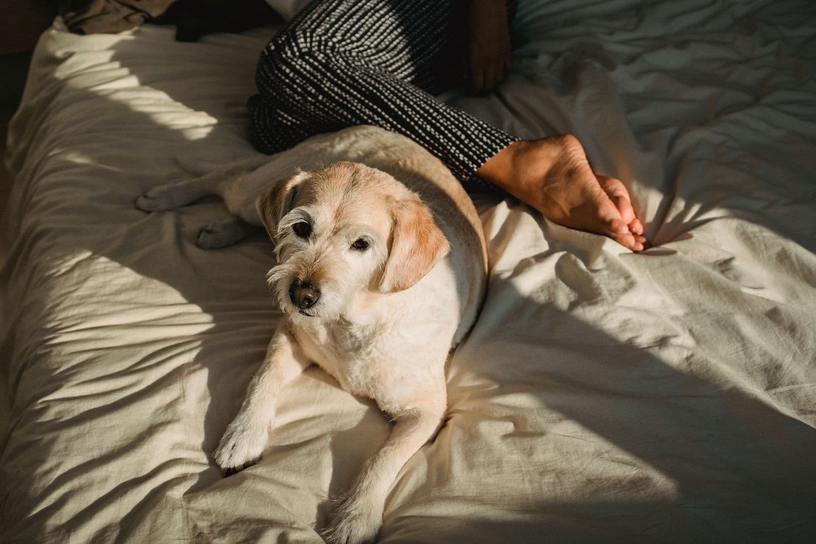 A cream-coloured older dog lying on a white duvet beside the legs of a person resting on the bed