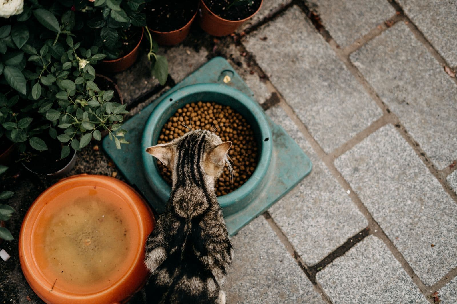 A tabby cat eating dry food from a bowl outdoors, seen from above