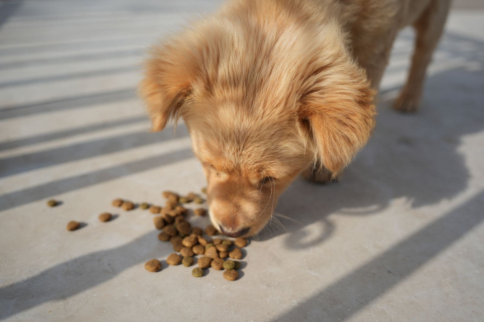 A golden puppy eating kibble scattered on a sunlit concrete floor