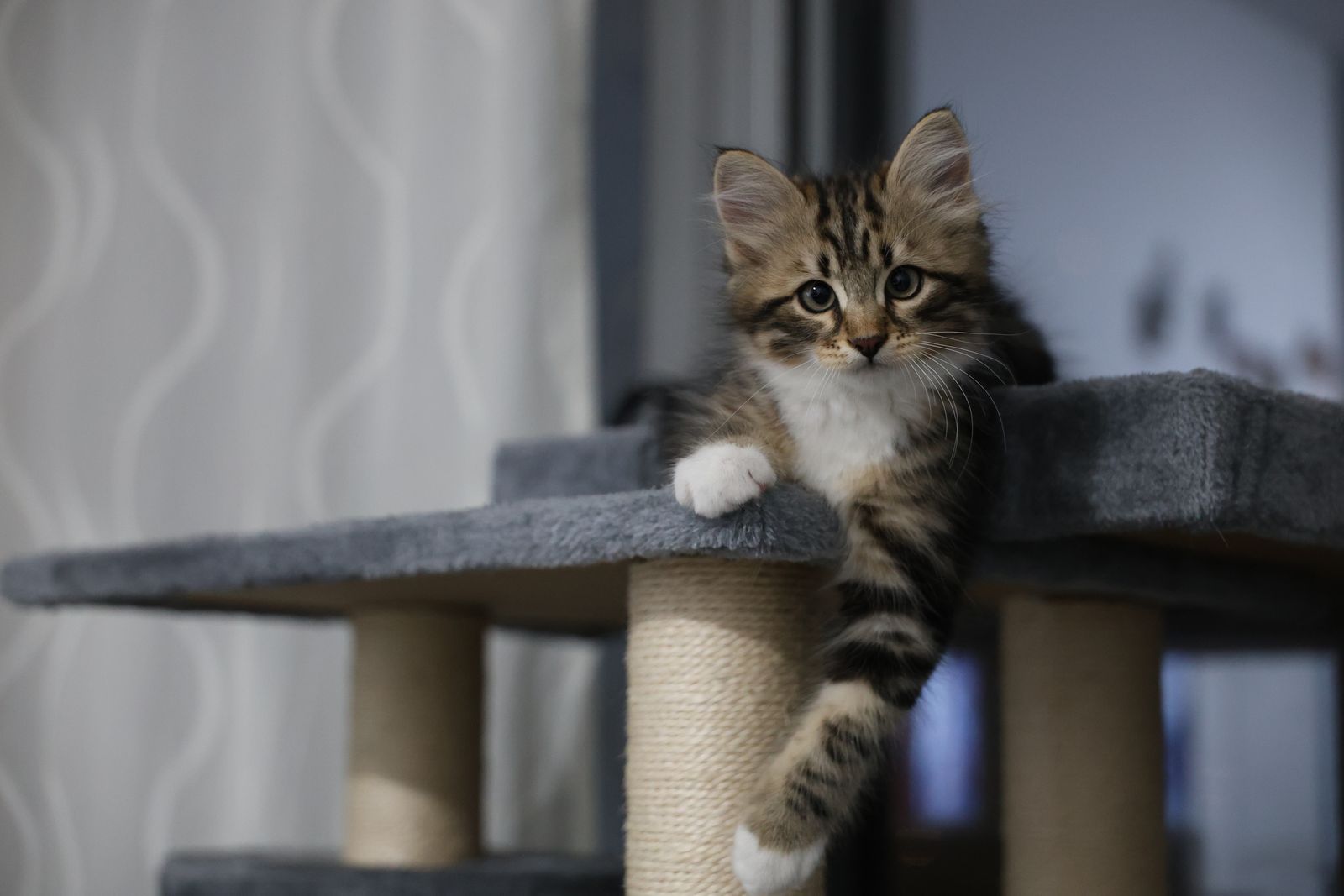 A kitten lounging on a carpeted cat tree indoors